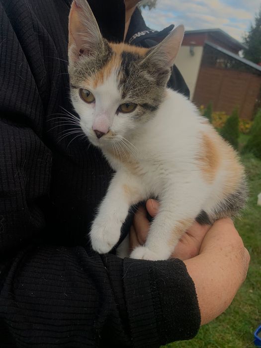 Młodziutka kotka pilnie szuka domu