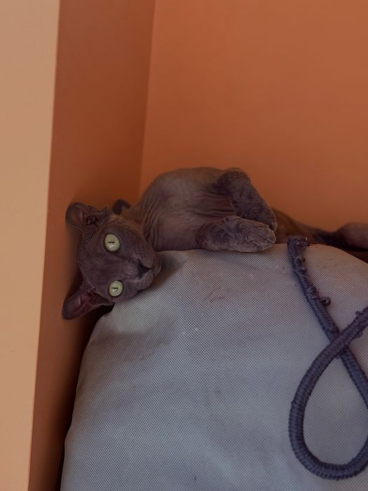 Девон -Рекс котята