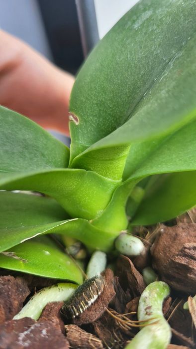 Орхідея фаленопсис