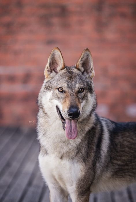 Cão Lobo Checoslovaco — Adulto Jovem, com LOP, vacinas e chip