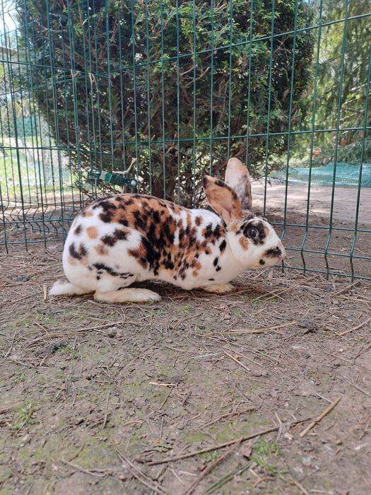 Rex trójbarwny samiec