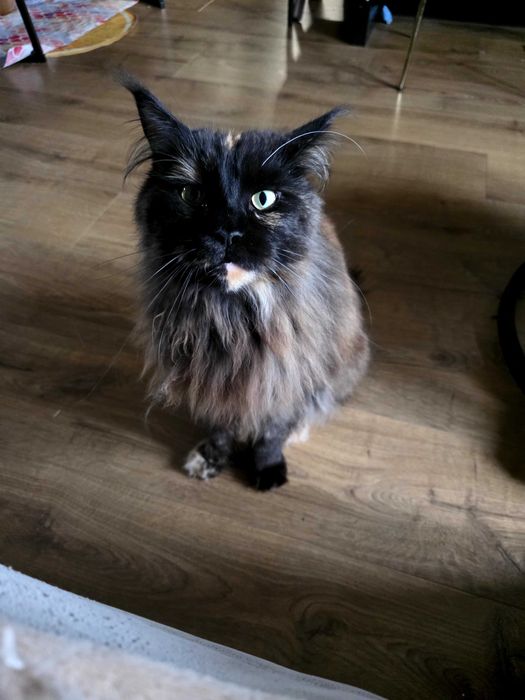 Piękna kotka maine coon