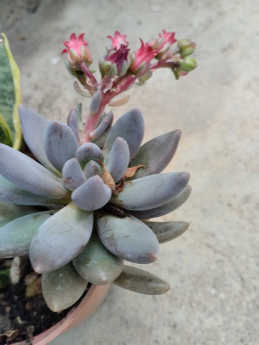 Lindas Suculentas a 1€