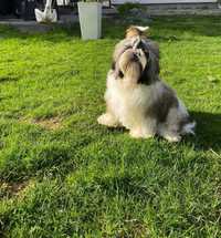 Shih tzu z rodowodem