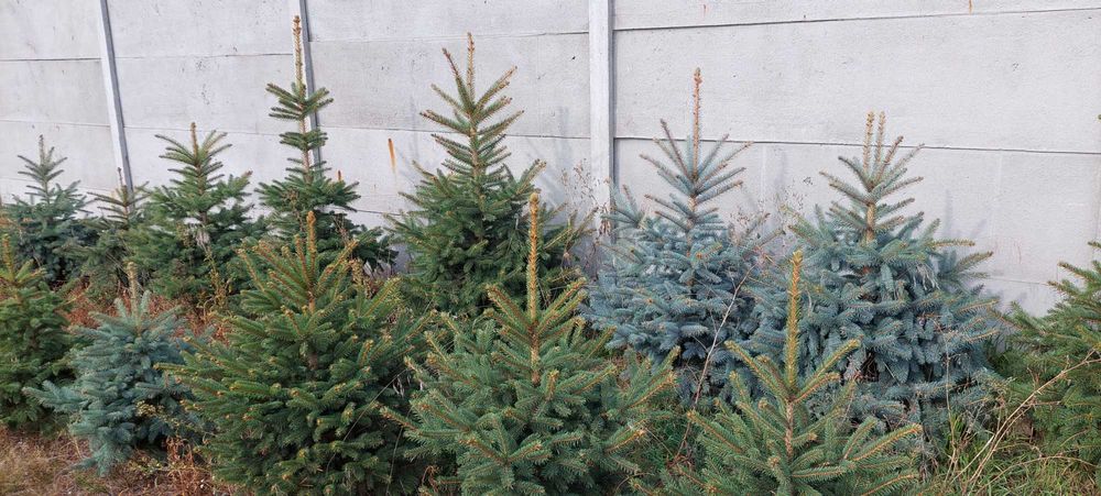 Choinki - całą plantację