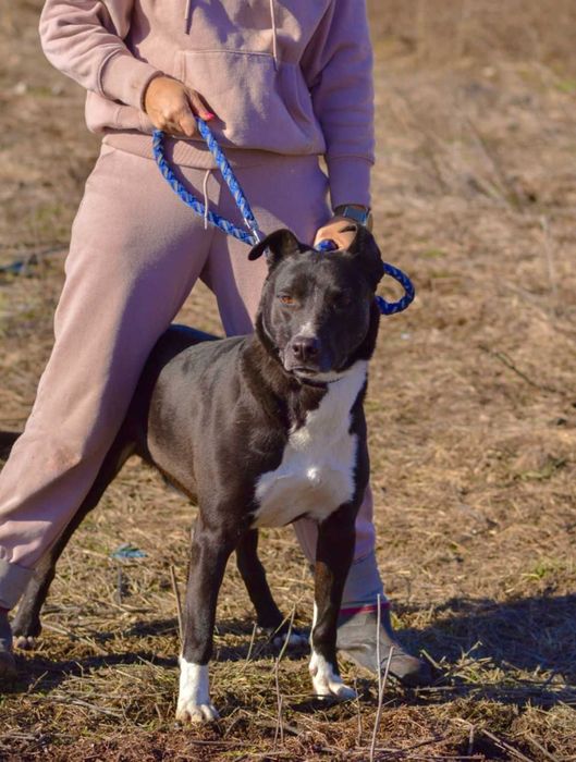 DEJMAN - 4-5 lat unikalny, przyjazny pies uratowany w Bułgarii