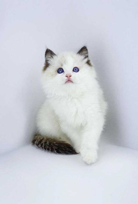 Регдолл порода. Хлопчик. Сині очі