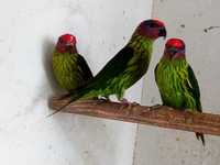 Aves - Casal - Loris - Goldiei papagaios