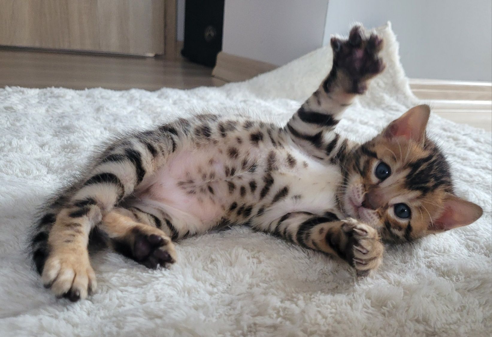 Kocurek bengalski FPL  w obłędne rozety FPL kolor BEN24
