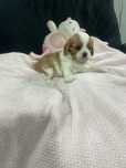 Cavalier King Charles spaniel suczka