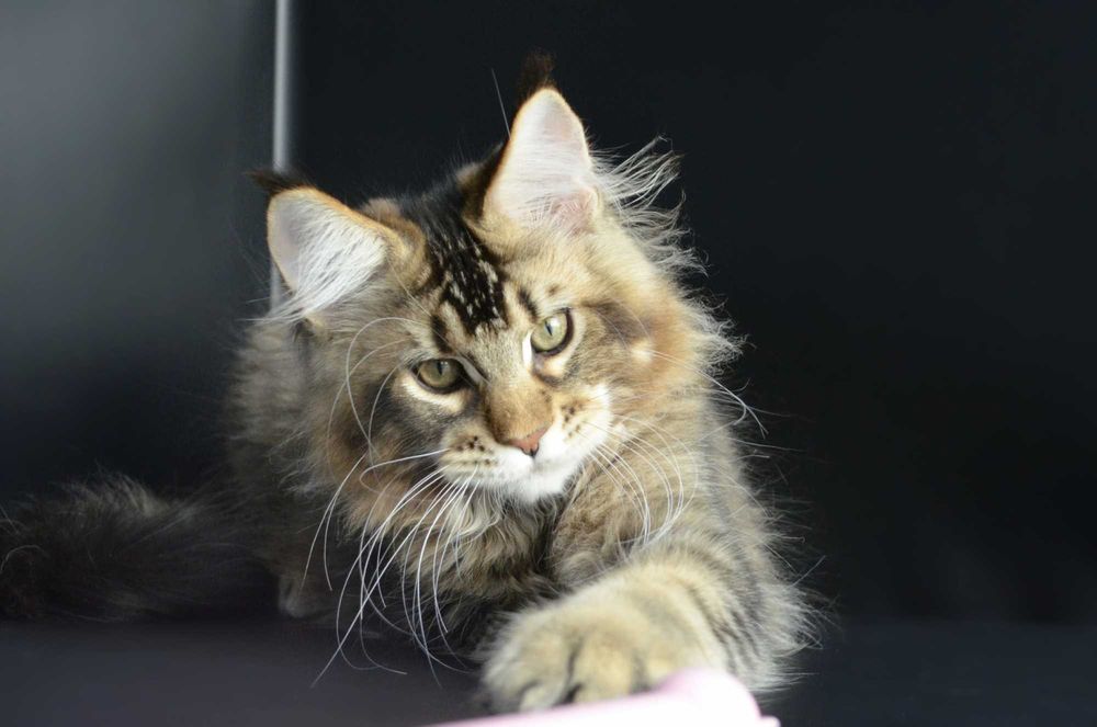 Мейн кун Мальчик 3 мес.