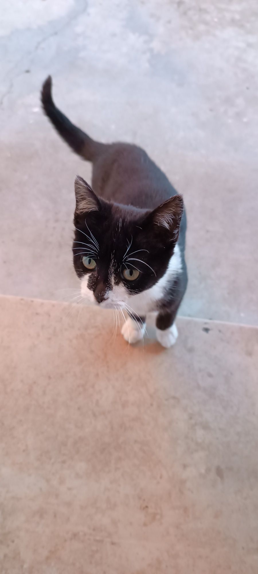 Gata para adoção