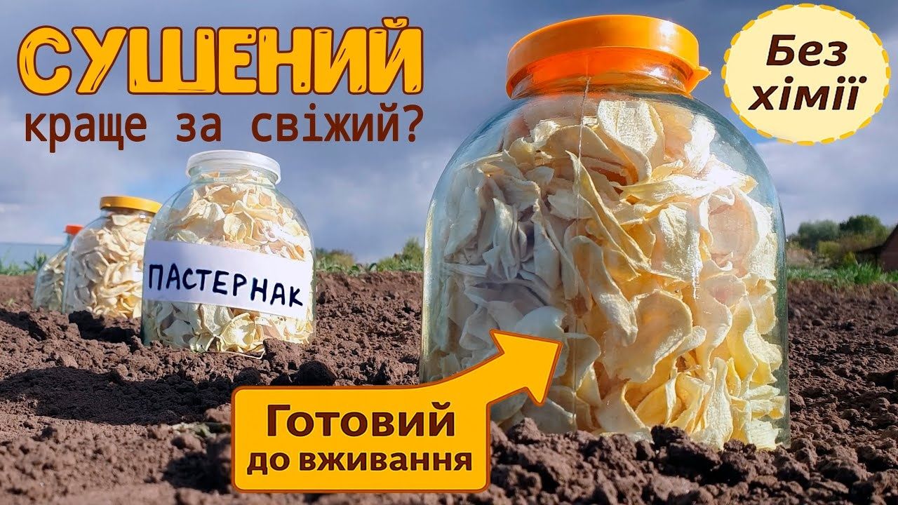 Сушений корінь пастернака в наявності цілий рік