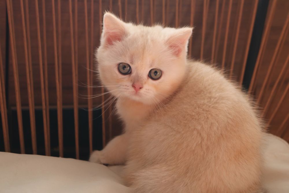 Uma gatinha scottish straight  golden