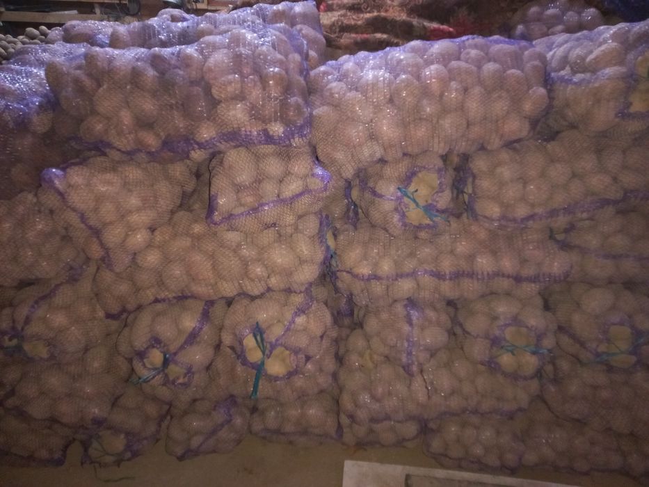 Продам картоплю "Белароса "