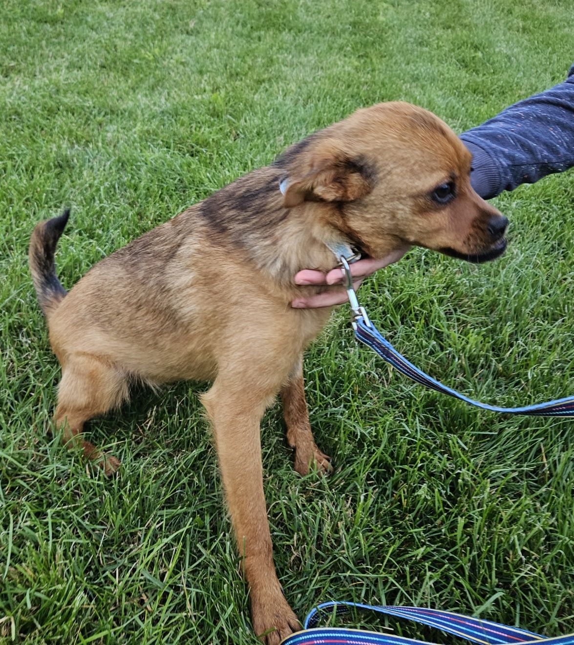 Giulia, cudowna młoda suczka do adopcji, pies, suka, adoptuj