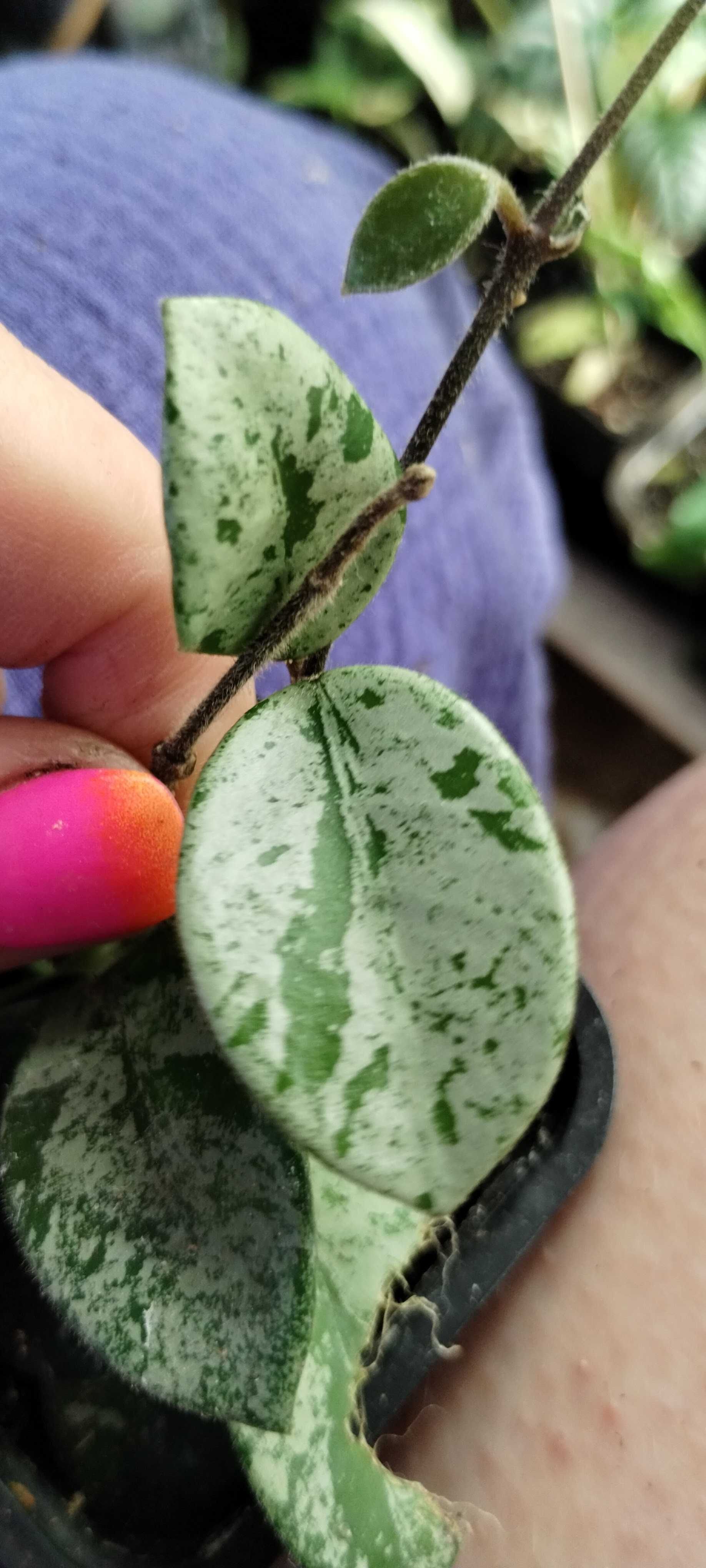 hoya mathilde splash-cięta