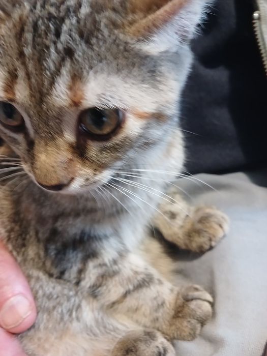 Кішечка з цікавим забарвленням.(2 мес.)