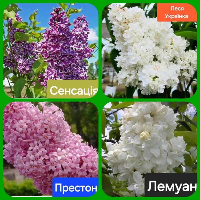 Сакури трирічні( рододендрони, бузки)