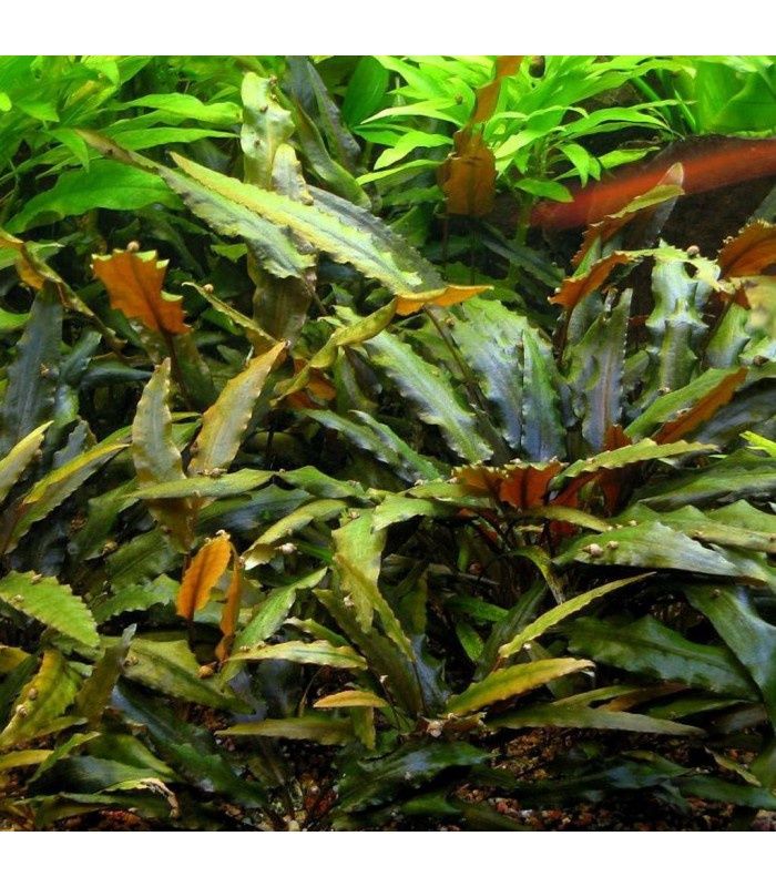 Criptocoryne brown