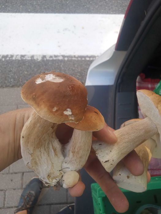 Sprzedam świeże grzyby