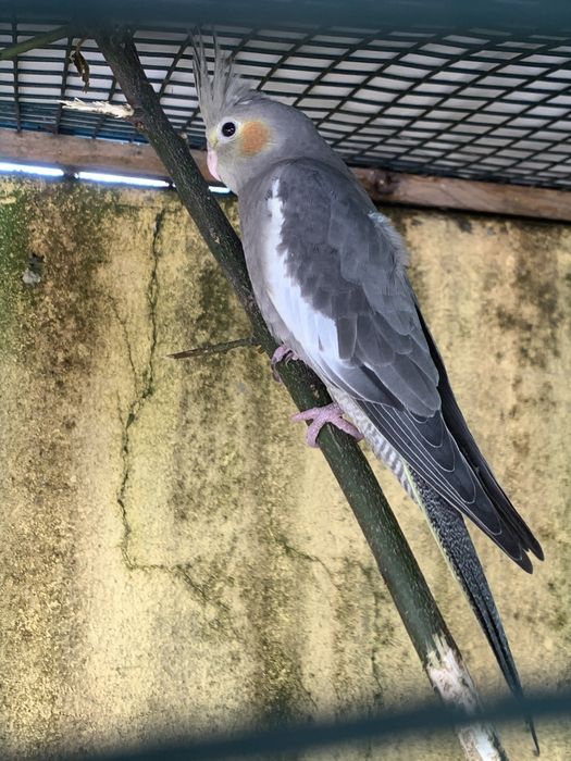 Vendo  caturras adultas e bebes