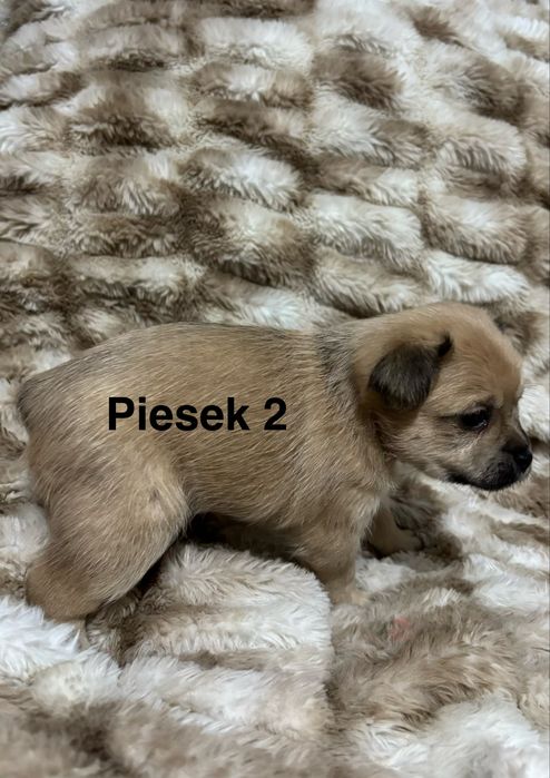 Prześliczne szczeniaki szukają kochajacego domu