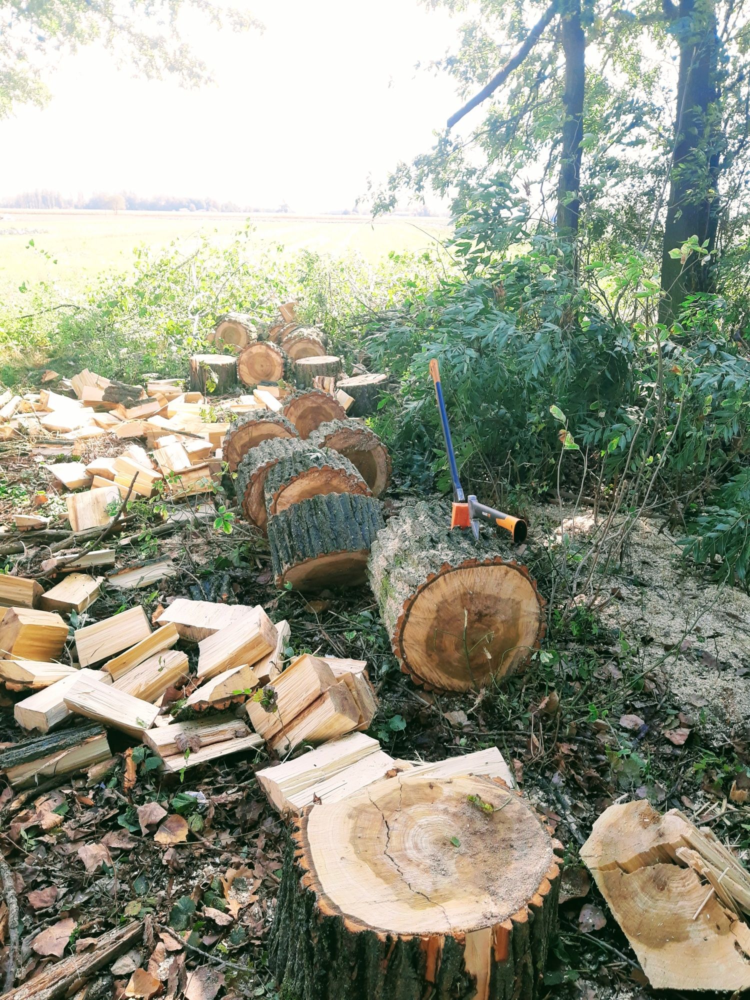 wycinka drzew, cięcie i rąbanie drewna