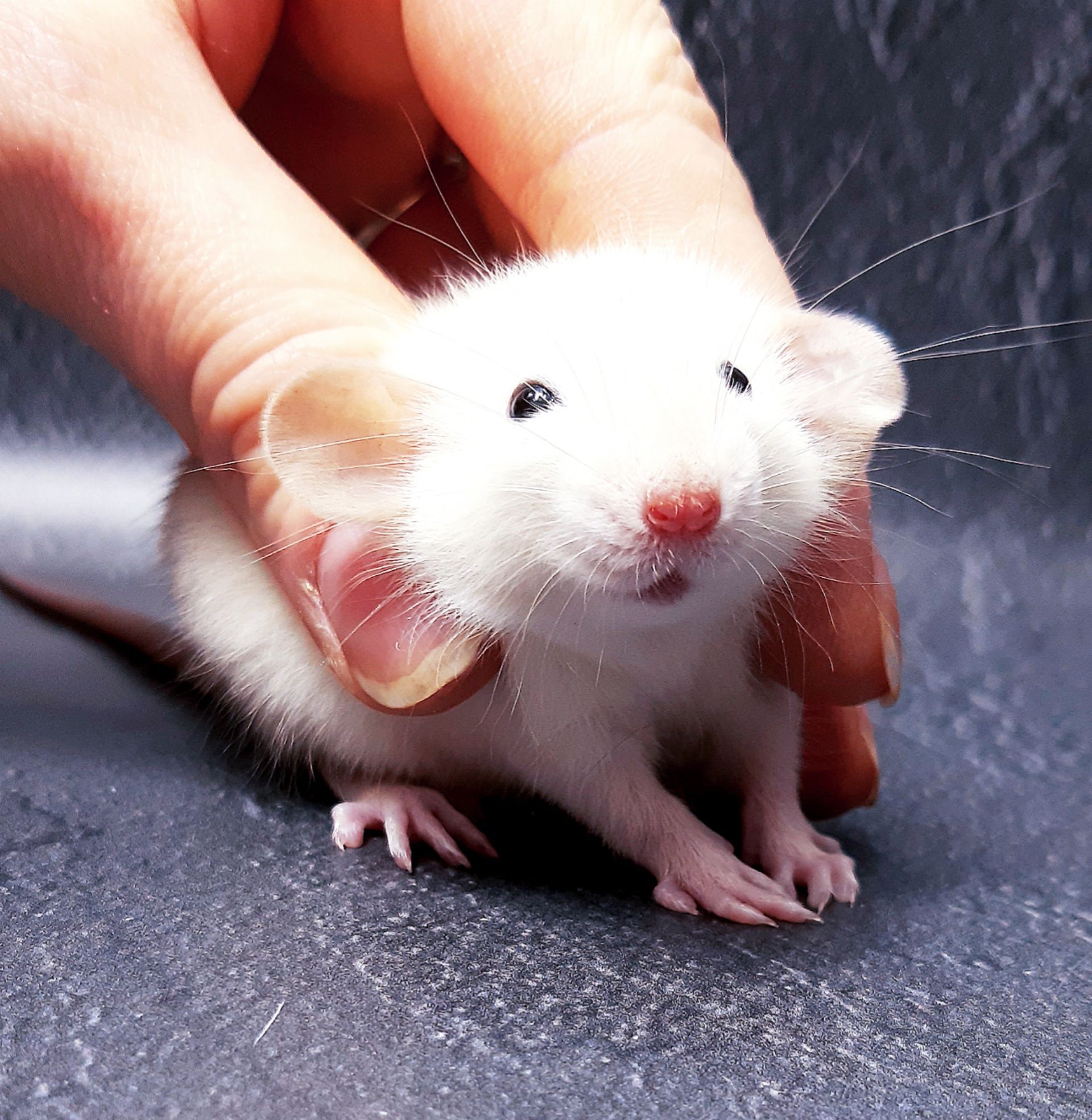 Крысы,крысята,крыски дамбо и клетки,корма,аксессуары