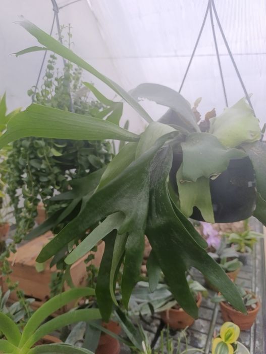 Platycerium Bifurcatum (Paproć Łosie Rogi) XL

Wymiary:

średnica: 19