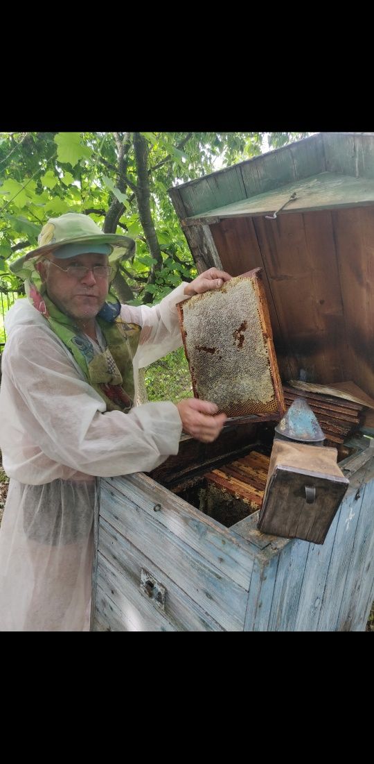 Бджолопакети бджола