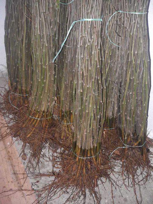 Підщепа «айва ЕМН», best 3 - для персика, «Колт» - на окулювання