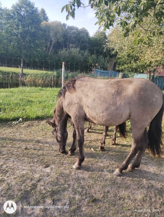 Sprzedam klacz konika polskiego