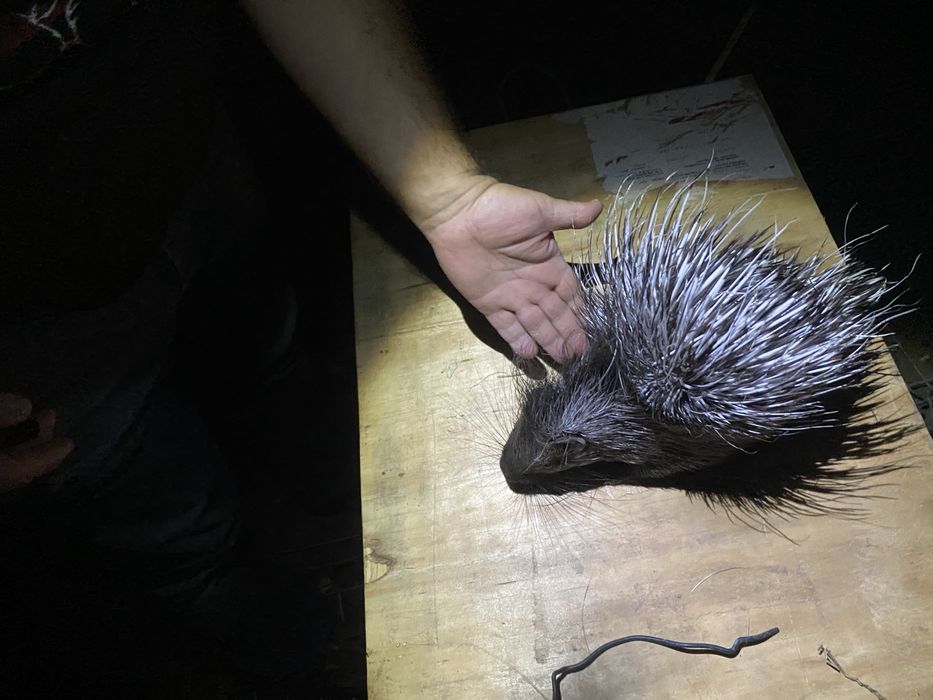 Jeżozwierz jeżozwierze mini zoo, para i samice