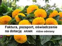 Słonecznik ozdobny kwiat cięty SunGold * FVAT *DOTACJA *ARiMR