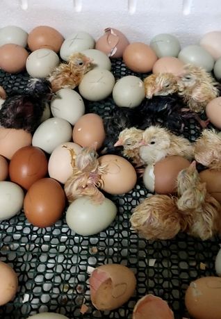 Опт мясо-яичные инкубационные яйца