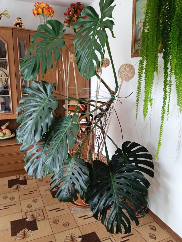 Duża monstera ok. 2 metry z dużymi liśćmi