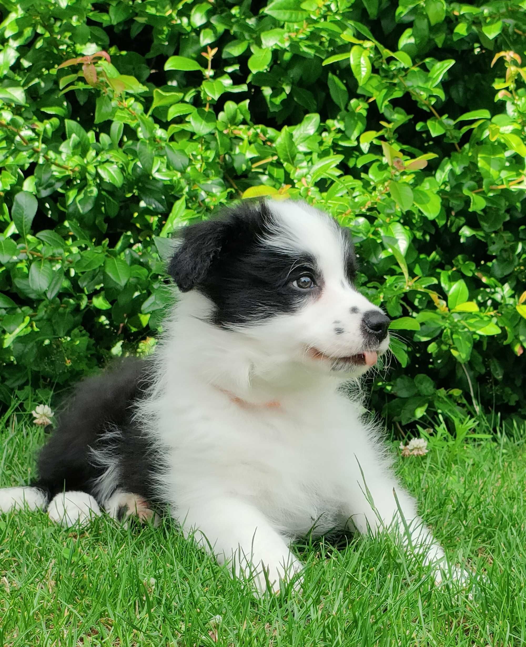 Suczka Border Collie -szczeniak