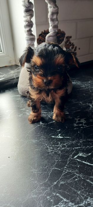 Цуценята Йоркширський тер'єр