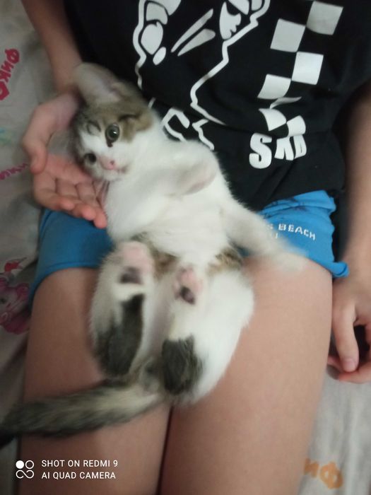 Віддамо кошеня в добрі,дбайливі руки
