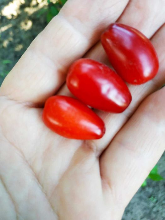 Саженцы кизила сортового