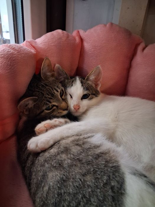 Młode kocięta do adopcji