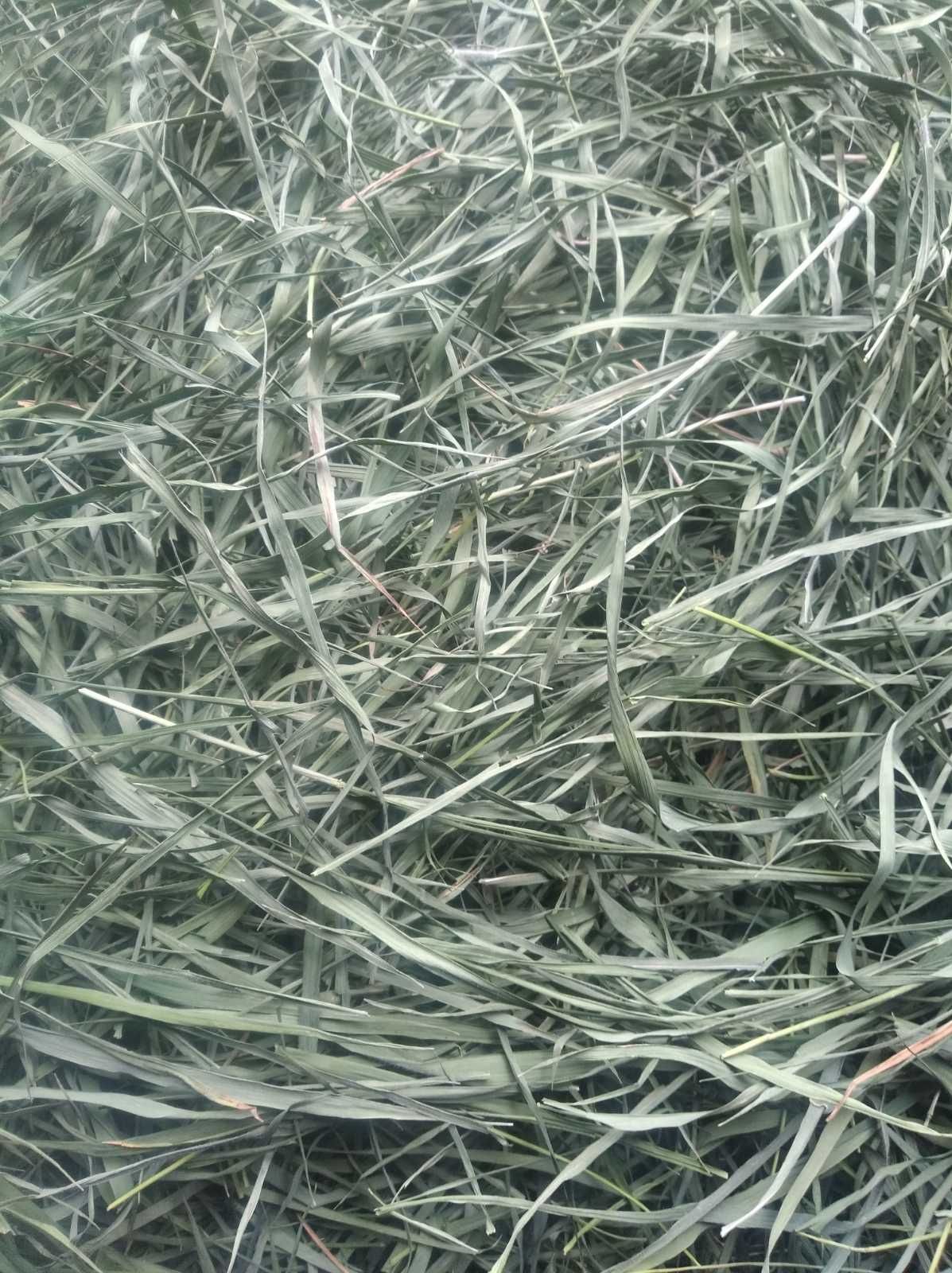 Продам сухі верхівки кропиви,корінь кульбаби,лопуха,цвіт глоду і інш