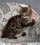 Kot Maine Coon  gotowy do odbioru