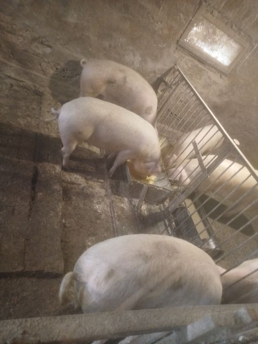 Продам свині живою вагою