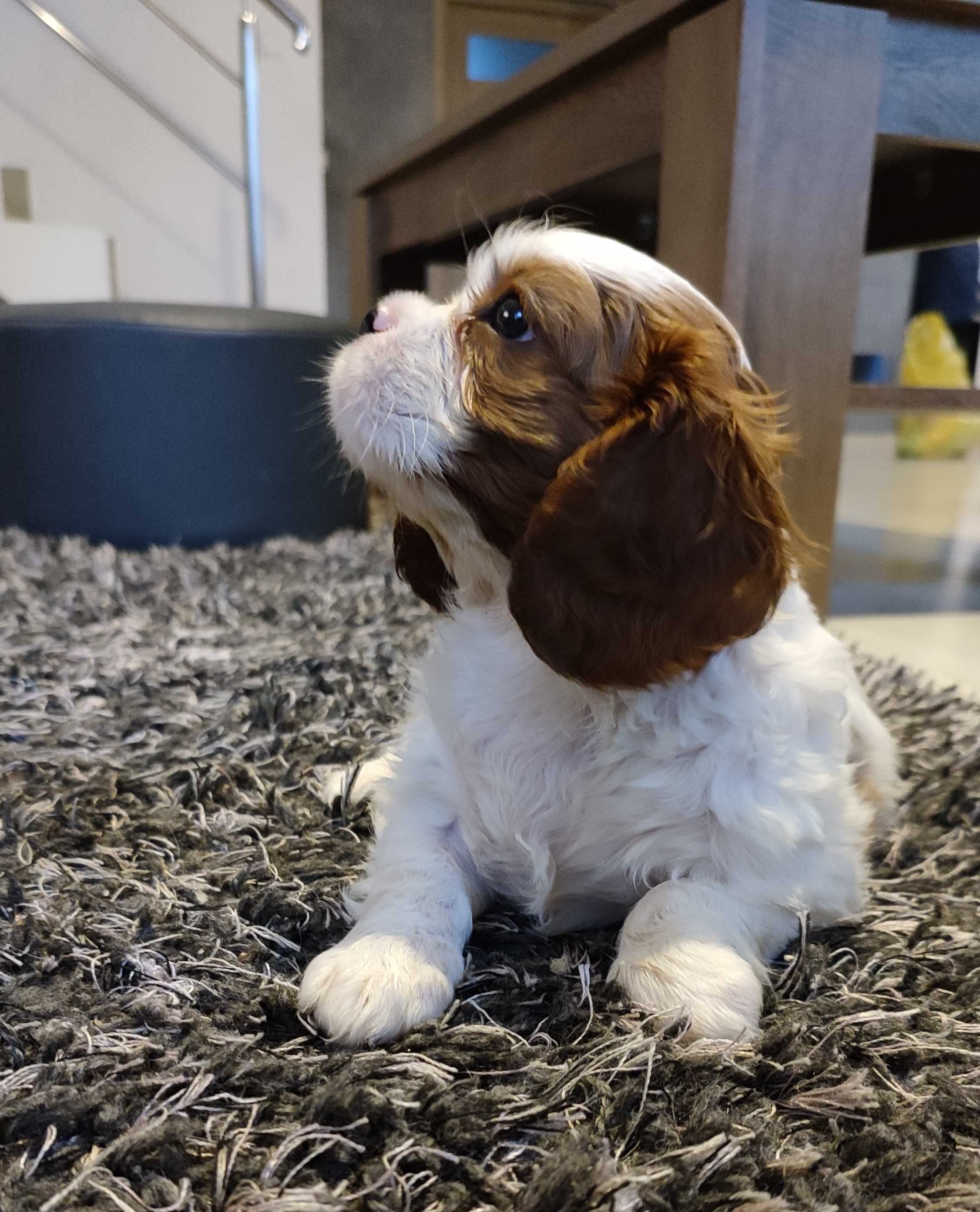 Suczka Cavalier King Charles Spaniel