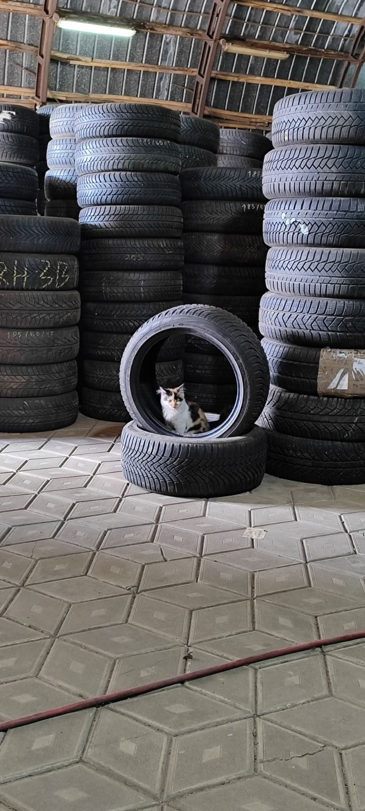 205/55R16 шини Michelin