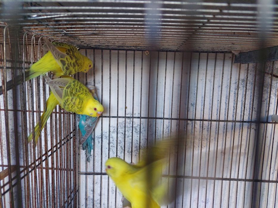 Periquitos fallow e alecrins