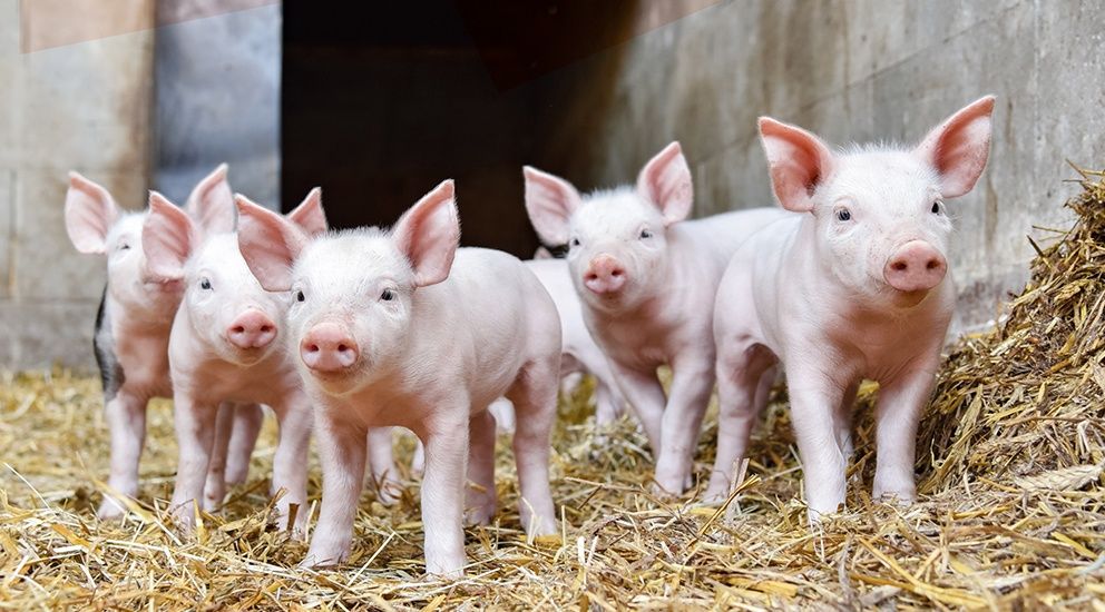 Prosięta, prosiaki, proszczaki 13 sztuk