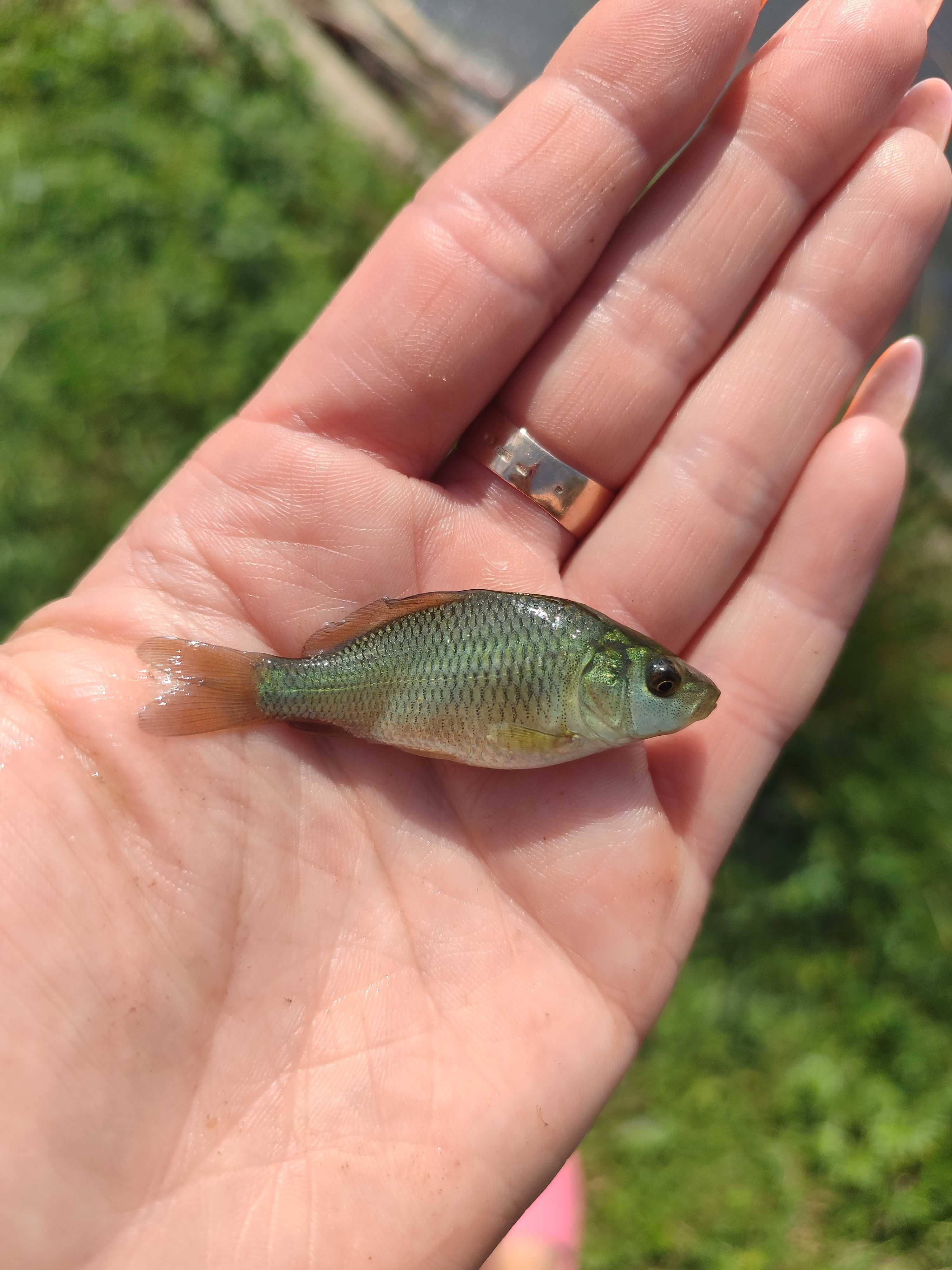 Karp lipcówkaaaa